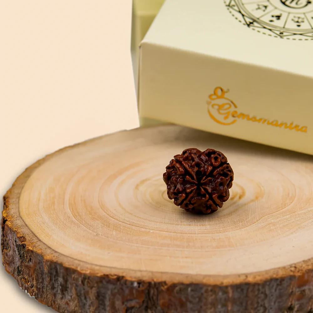 4 Mukhi Rudraksha